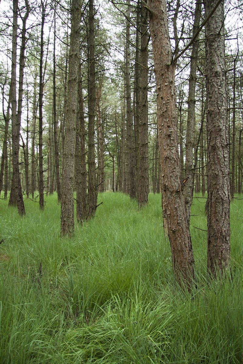 Grove den met pijpestrootje