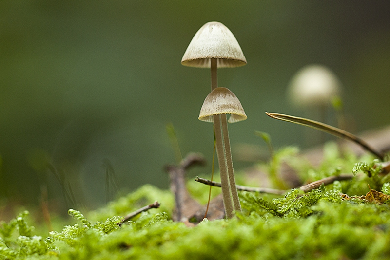 Donzige Mycena