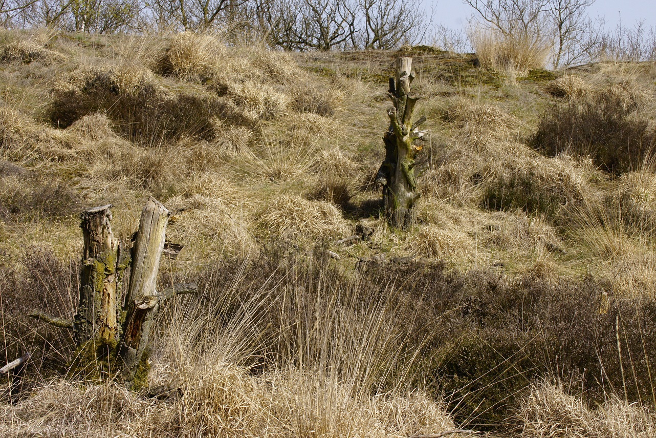 Heide, pijpenstrootje en restanten bosopslag