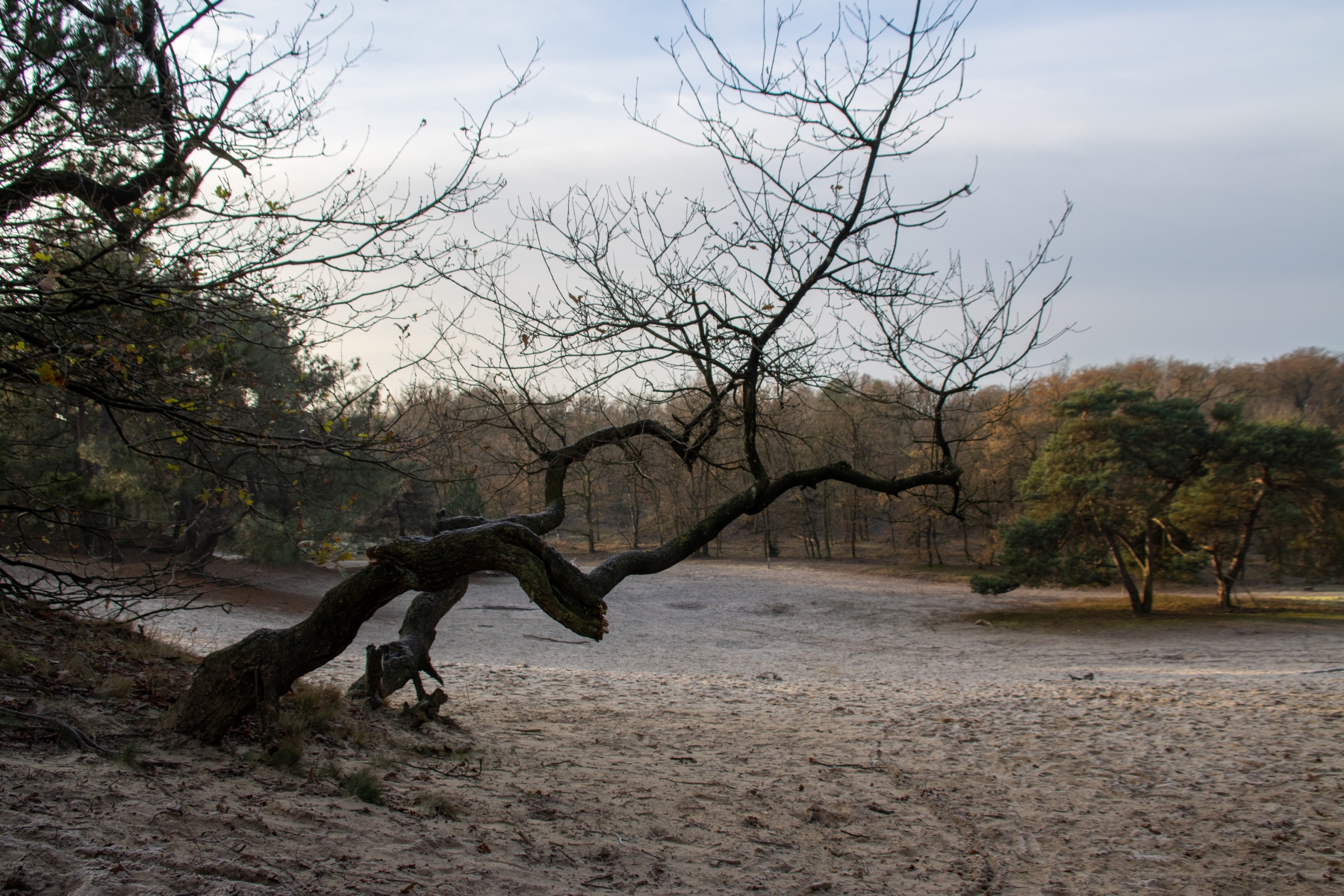 Zon en vorst in de duinen