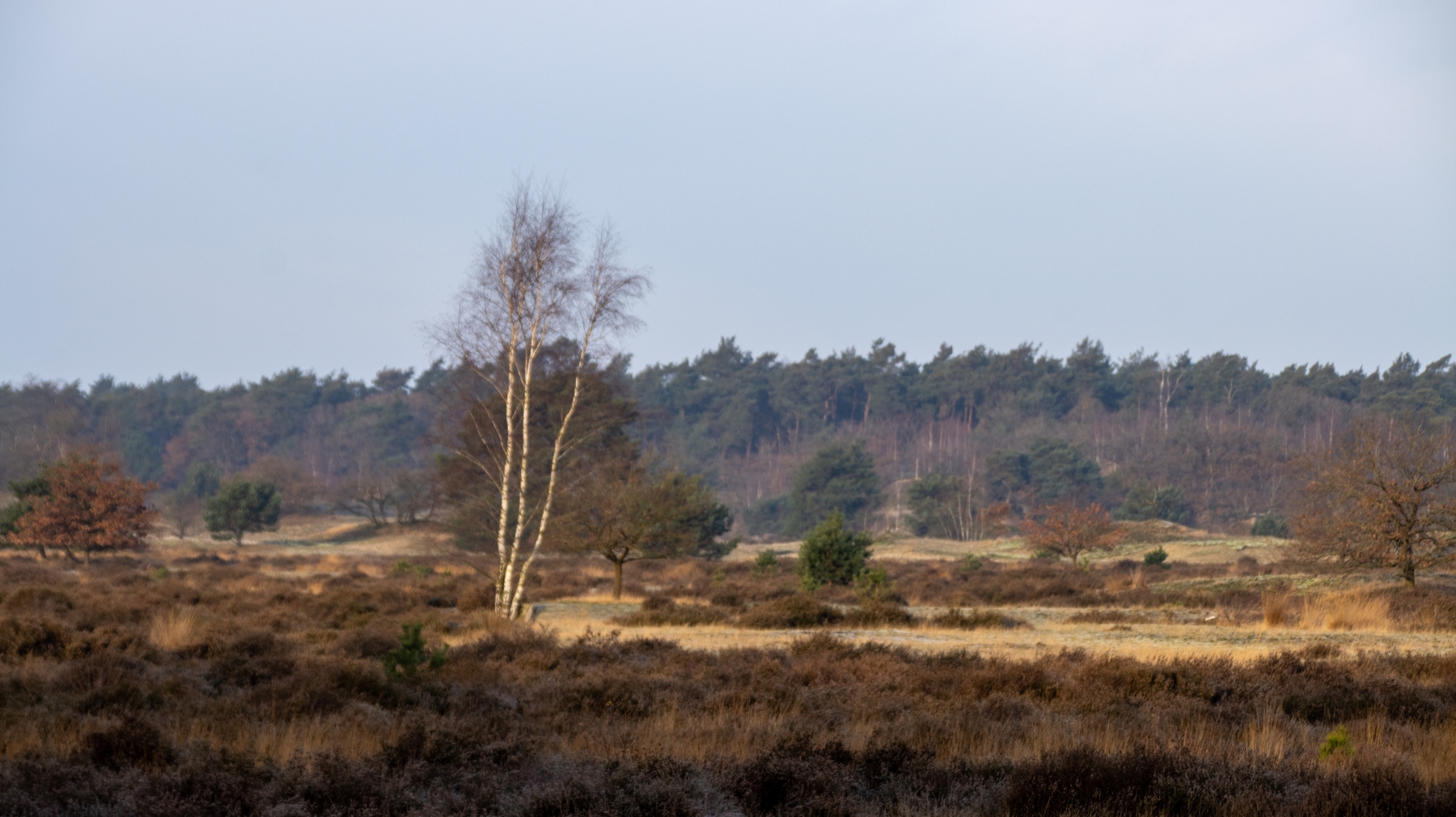Zon en vorst in de duinen