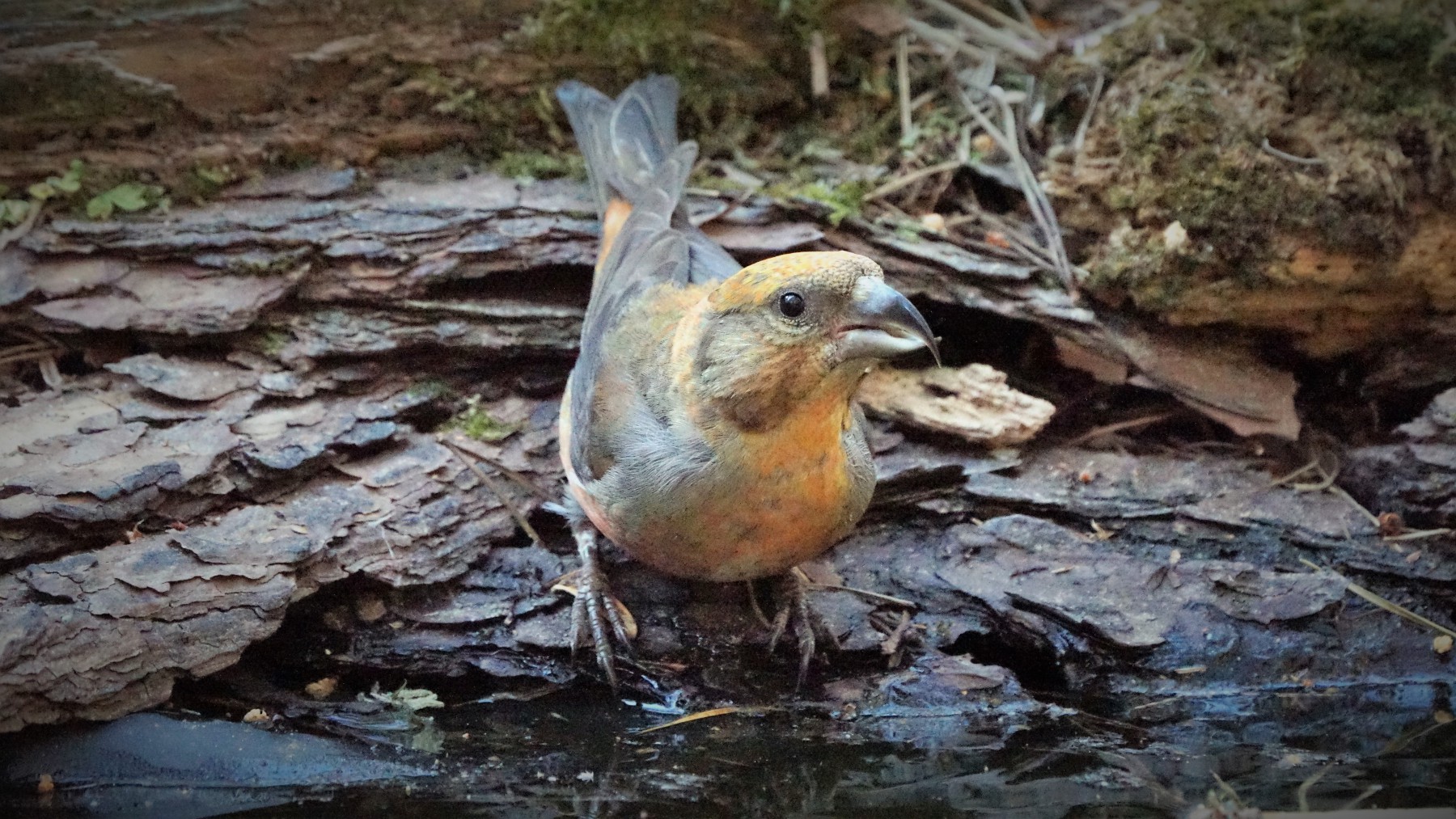 Kruisbek juveniel