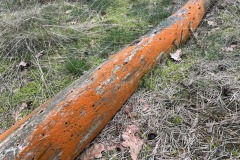 Loonse en Drunense Duinen