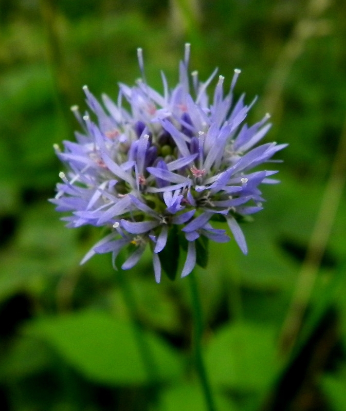 Zandblauwtje