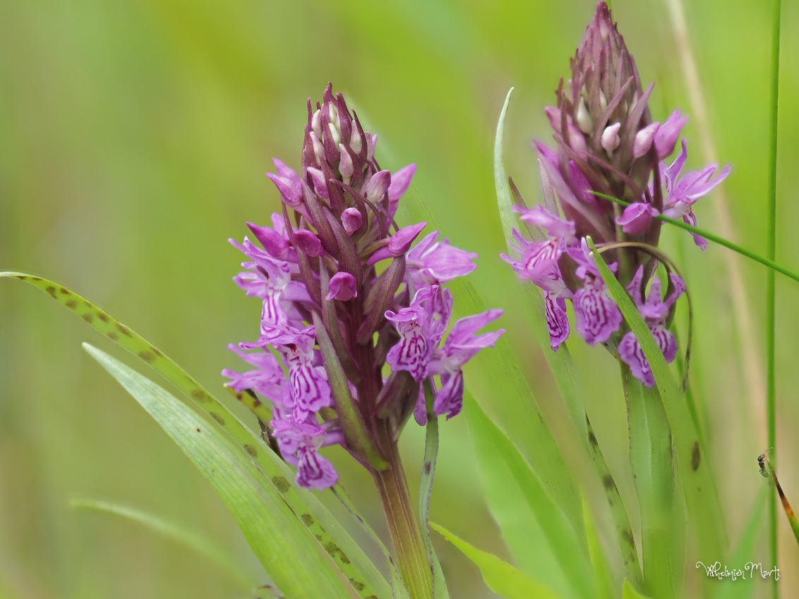 Gevlekte rietorchis