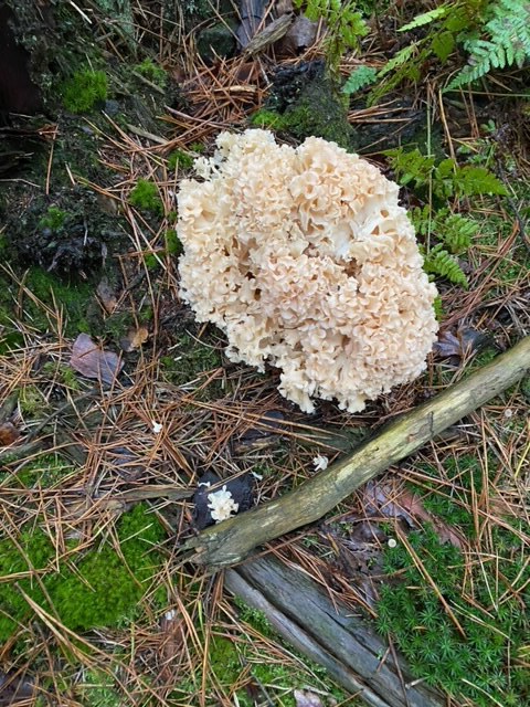 Grote sponszwam, omgeving Giersbergen