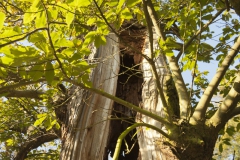 180 jaar oude kastanje bij de Pessert