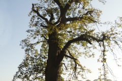 180-jaar oude kastanjeboom bij de Pessert 180-jaar oude kastanjeboom bij de Pessert