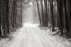 Bospad in de sneeuw Bospad in de sneeuw
