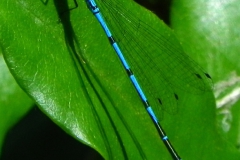 Azuurwaterjuffer man