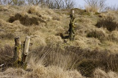 Heide, pijpenstrootje en restanten bosopslag Heide, pijpenstrootje en restanten bosopslag