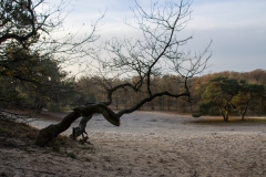 Zon en vorst in de duinen