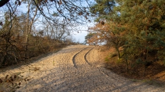 Zon en vorst in de duinen
