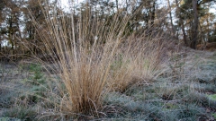 Zon en vorst in de duinen