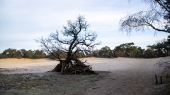 Zon en vorst in de duinen