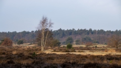 Zon en vorst in de duinen