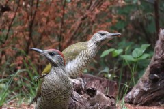 Jonge groene spechten