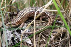 Levendbarende hagedis