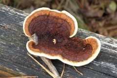 Geelbruine plaatjeshoutzwam