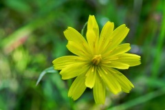 Dicht- of gewoon havikskruid