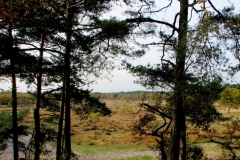 Landschapsdoorkijkje