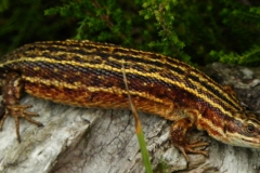 Levendbarende hagedis, zwanger