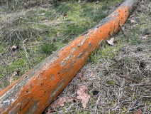Oranje boomalg - opvallende verschijning in het bos Oranje boomalg - opvallende verschijning in het bos