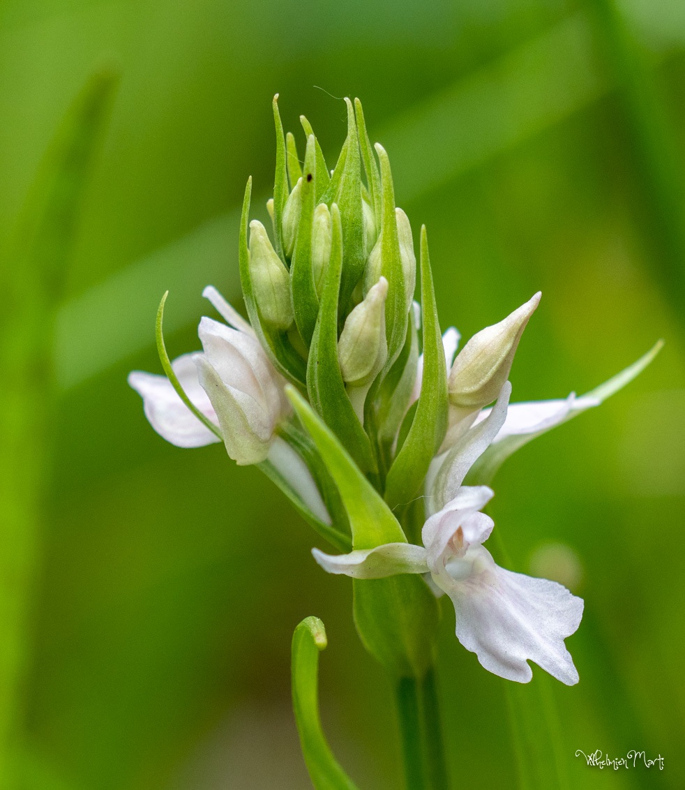 Witte Rietorchis