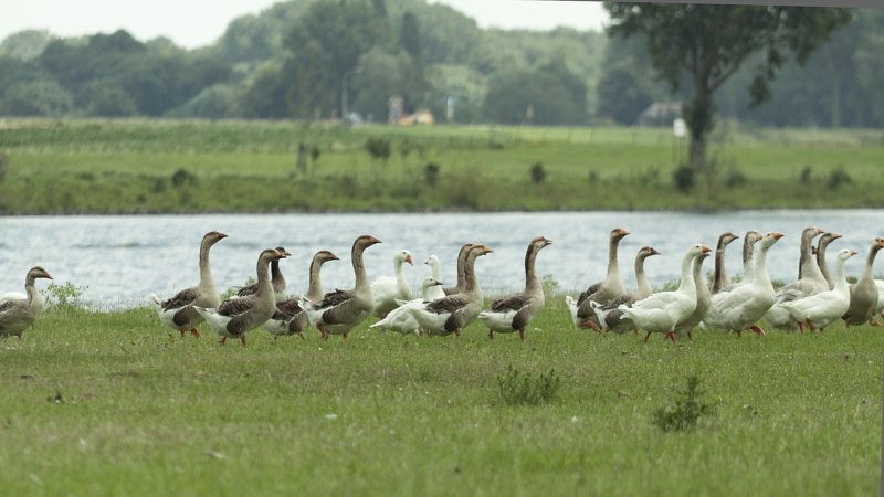 Witte en grauwe knobbelganzen (boerenganzen)