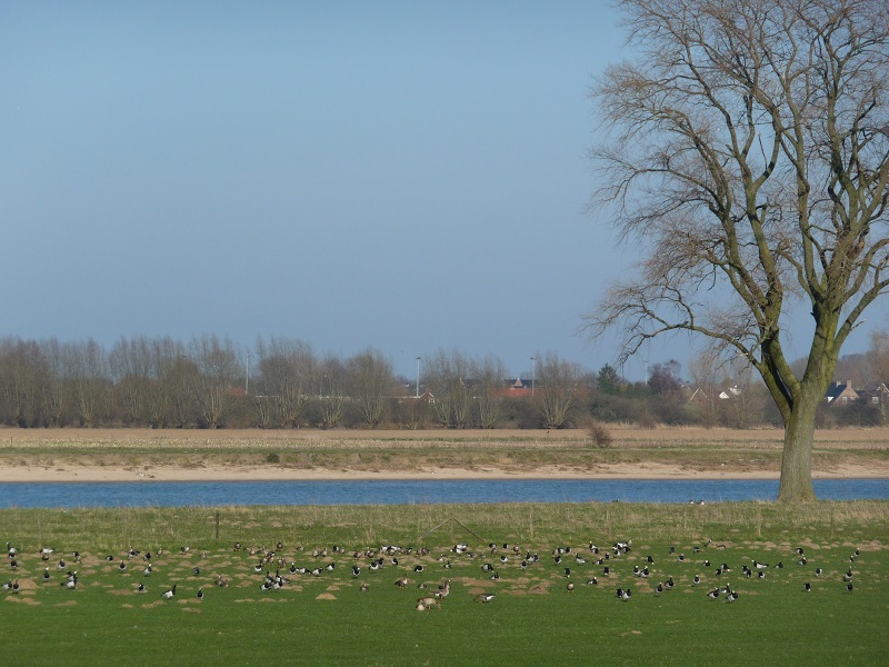 Grauwe en rotganzen verzamelen zich aan de Maas