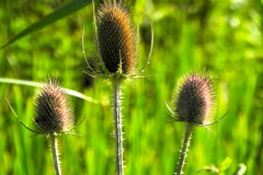 Grote kaardebol of wilde kaardebol