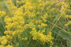 Geel walstro of echt walstro