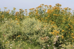 Kruisdistel en boerenwormkruid langs de rivier