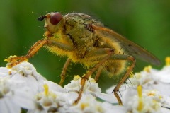 Gele strontvlieg of drekvlieg, omgeving Heesbeen