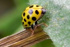 Citroenlieveheersbeestje, omgeving Heesbeen
