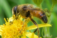Blinde bij op Jakobskruiskruid