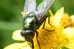 Groene vleesvlieg op Jakobskruiskruid