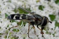 Halvemaan zweefvlieg, omgeving Heesbeen