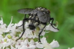 Dambordvlieg, omgeving Heesbeen