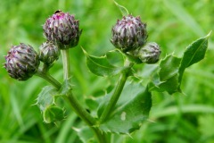 Akkerdistel in de knop