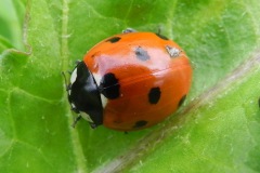 Zevenstippelig lieveheersbeestje, omgeving Heesbeen