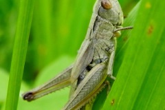 Nimf van krasser net voor laatste vervelling