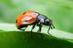 Zevenstippelig lieveheersbeestje, omgeving Heesbeen