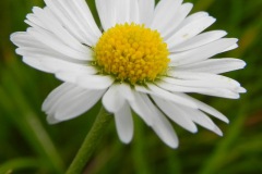 Margriet