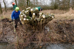 Natuurwerkgroep wilgen knotten aan de Hooibroeksesteeg Natuurwerkgroep wilgen knotten aan de Hooibroeksesteeg