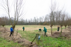 Natuurwerkgroep wilgen knotten aan de Kooilaan Natuurwerkgroep wilgen knotten aan de Kooilaan