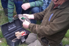 Excursie Nieuwe Kooi Rijskampen 2019 - het ringen Excursie Nieuwe Kooi Rijskampen 2019 - het ringen