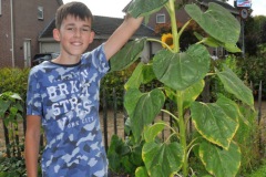 Zonnebloemwedstrijd - augustus 2018