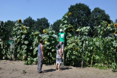 Zonnebloemwedstrijd - augustus 2018