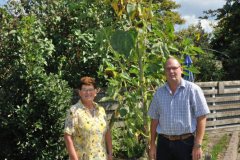 Zonnebloemwedstrijd - augustus 2018